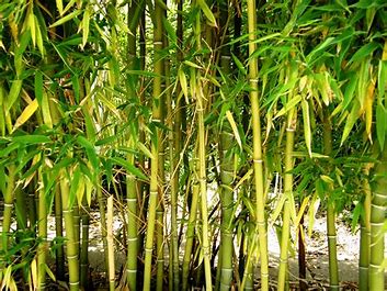 Les Vêtements en Bambou : Une Alternative Écologique ?